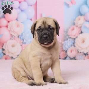 Dexter, English Mastiff Puppy
